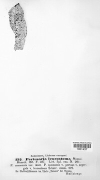 Pertusaria leioplaca image